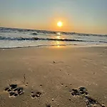 Treibholz * בינץ